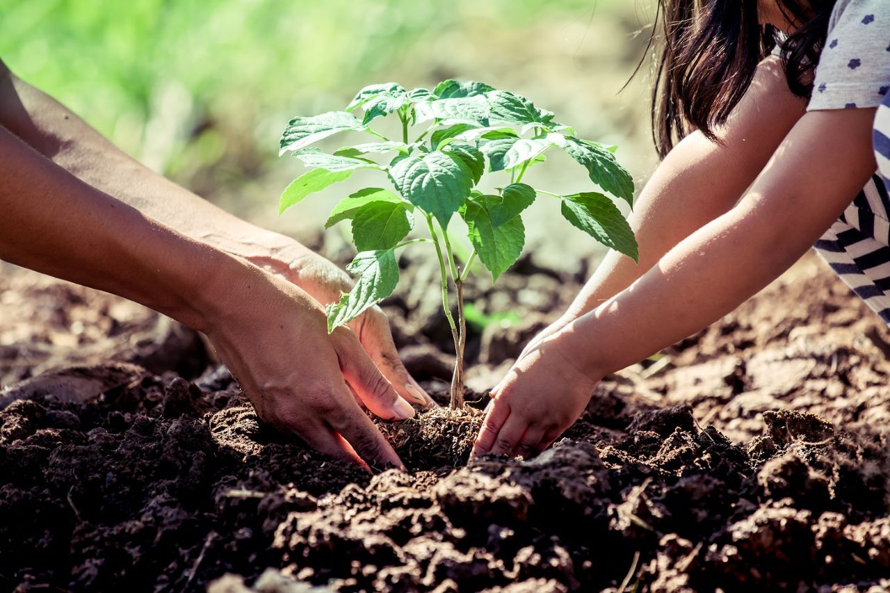 planter-un-arbre-fruitier.jpg