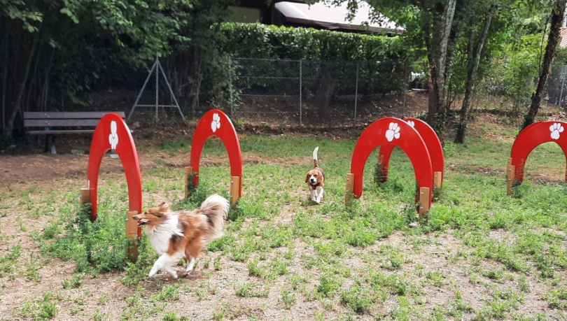 Parc d'activités pour chiens | Budget participatif #2 | participer.ingre.fr